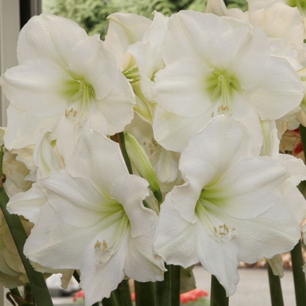 Hippeastrum Christmas Gift - Amaryllis