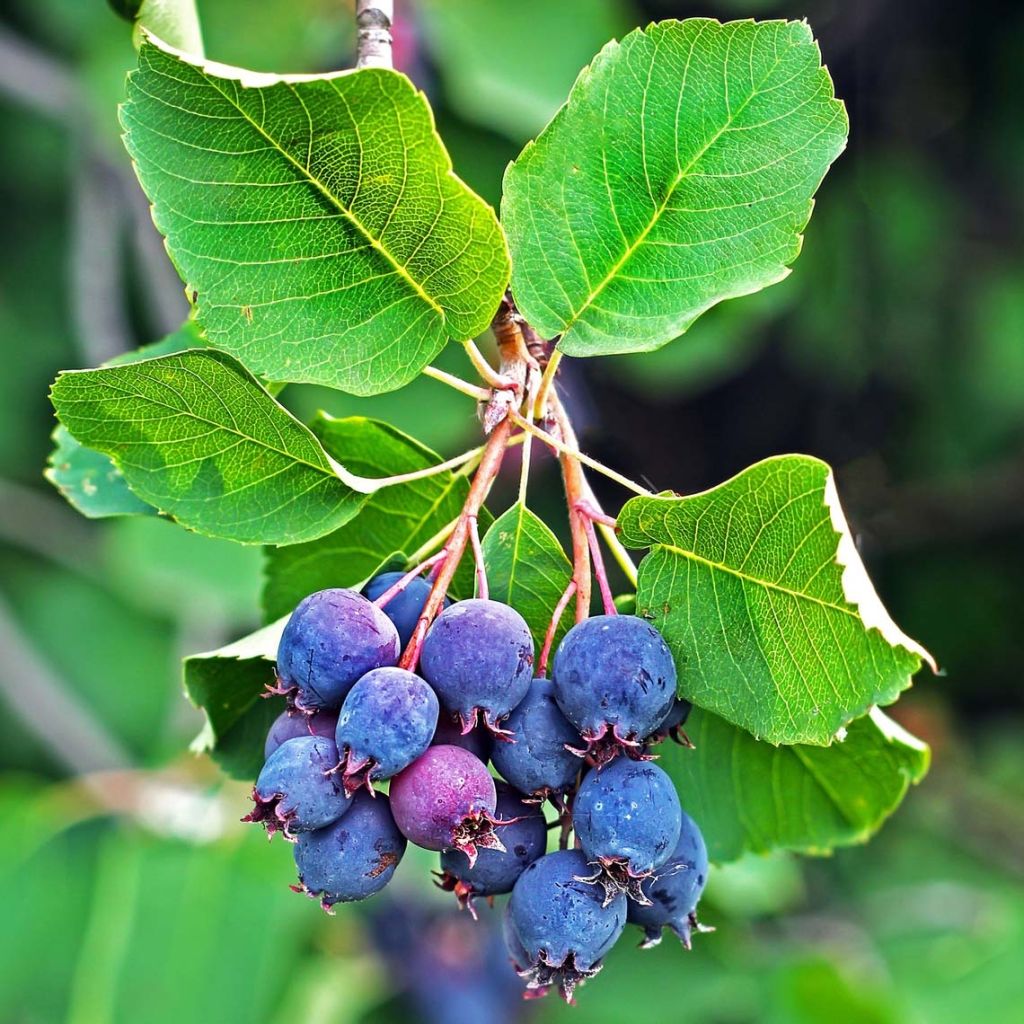 Amelanchier alnifolia