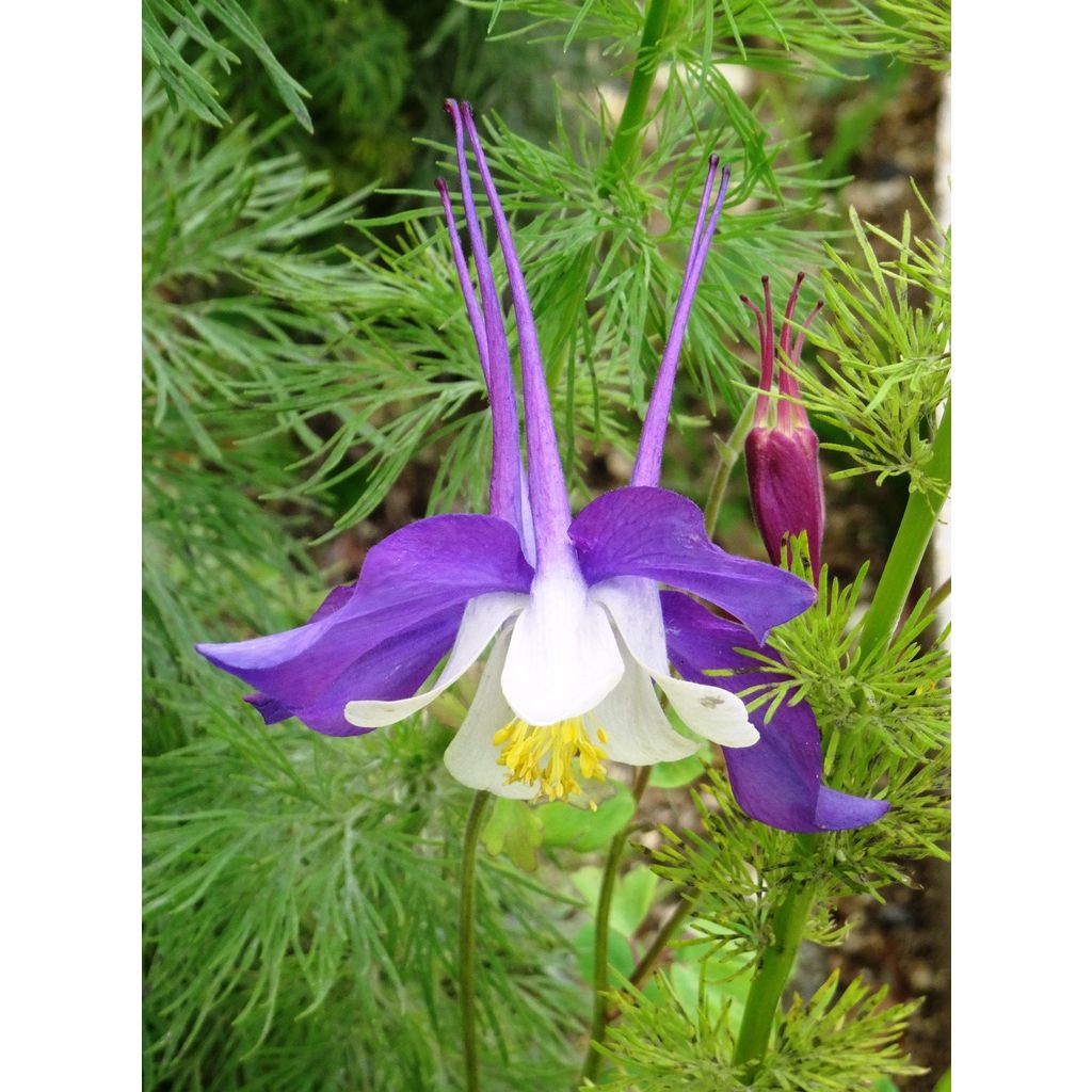 Aquilegia McKana Giants Mix Seeds - Columbine