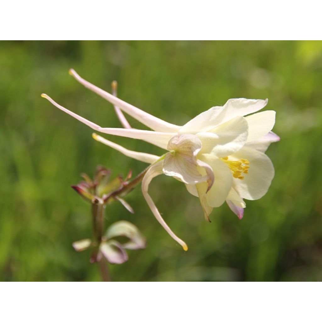 Aquilegia McKana Giants Mix Seeds - Columbine