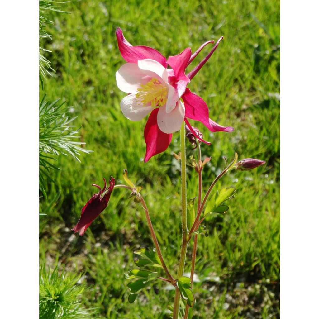 Aquilegia McKana Giants Mix Seeds - Columbine