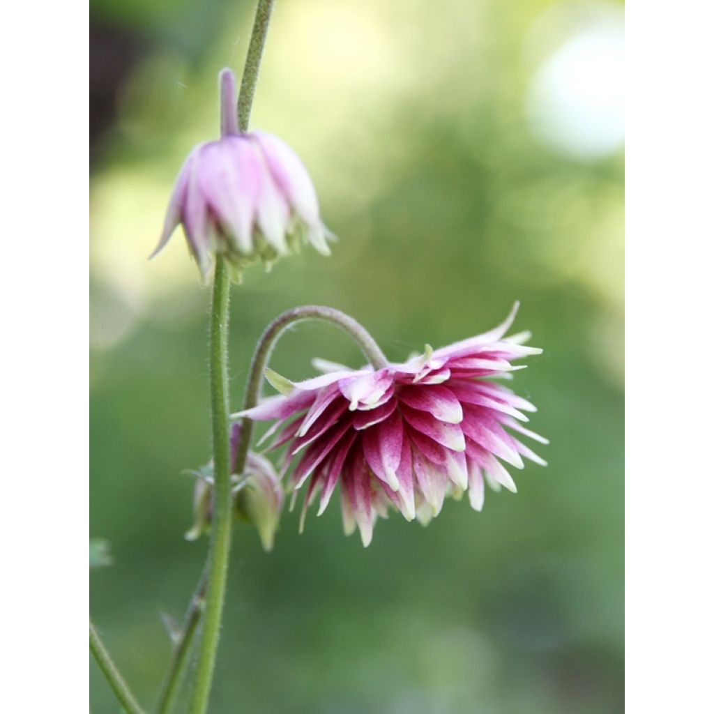 Aquilegia vulgaris Nora Barlow - Columbine
