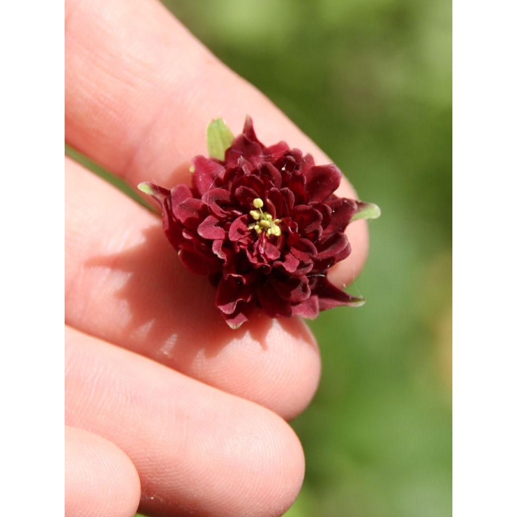 Aquilegia vulgaris Ruby Port - Columbine