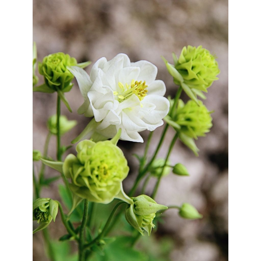 Aquilegia vulgaris Winky White and White - Columbine