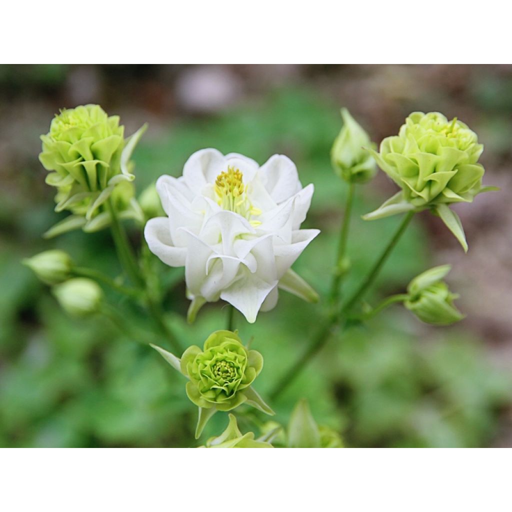 Aquilegia vulgaris Winky White and White - Columbine