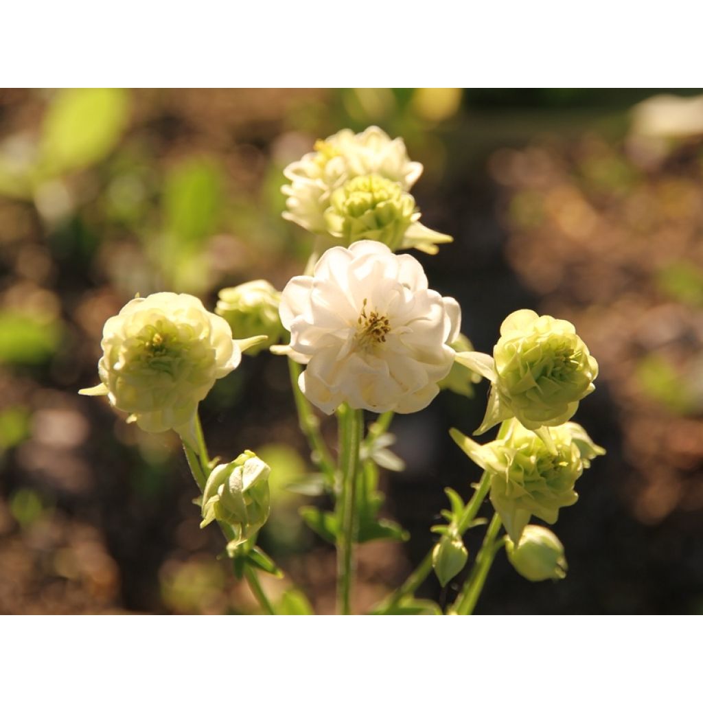 Aquilegia vulgaris Winky White and White - Columbine