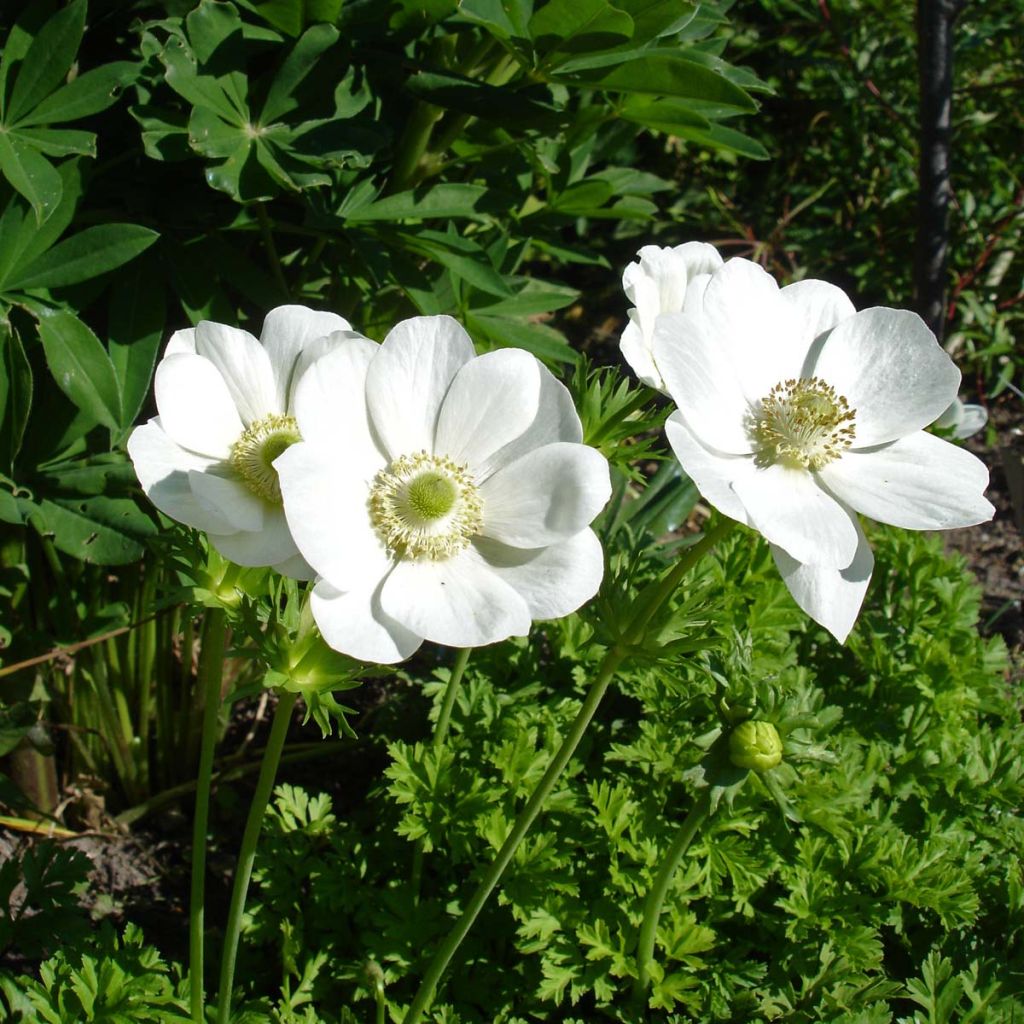 Anemone coronaria The Bride