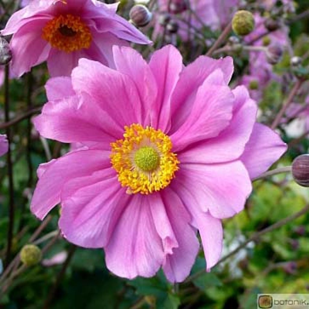 Anemone hybrida Serenade