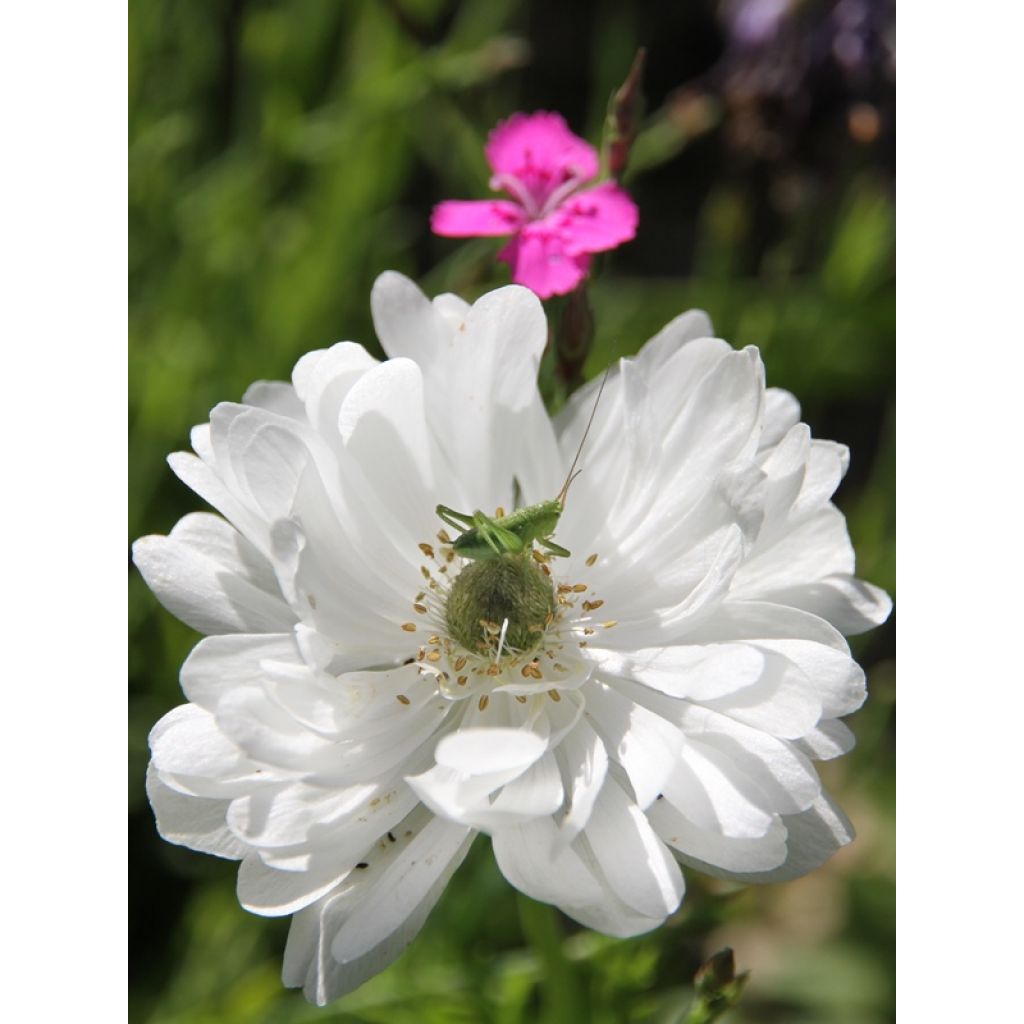 Anemone coronaria Mount Everest