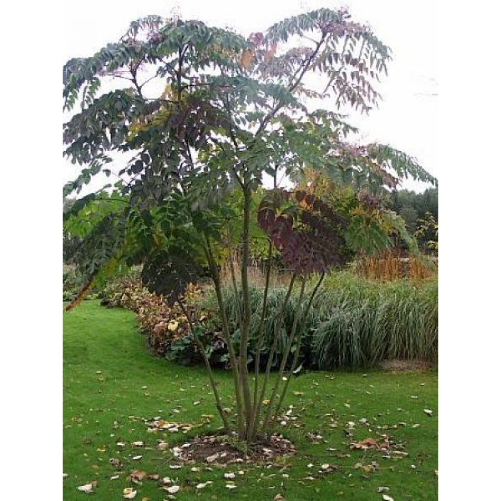 Aralia elata