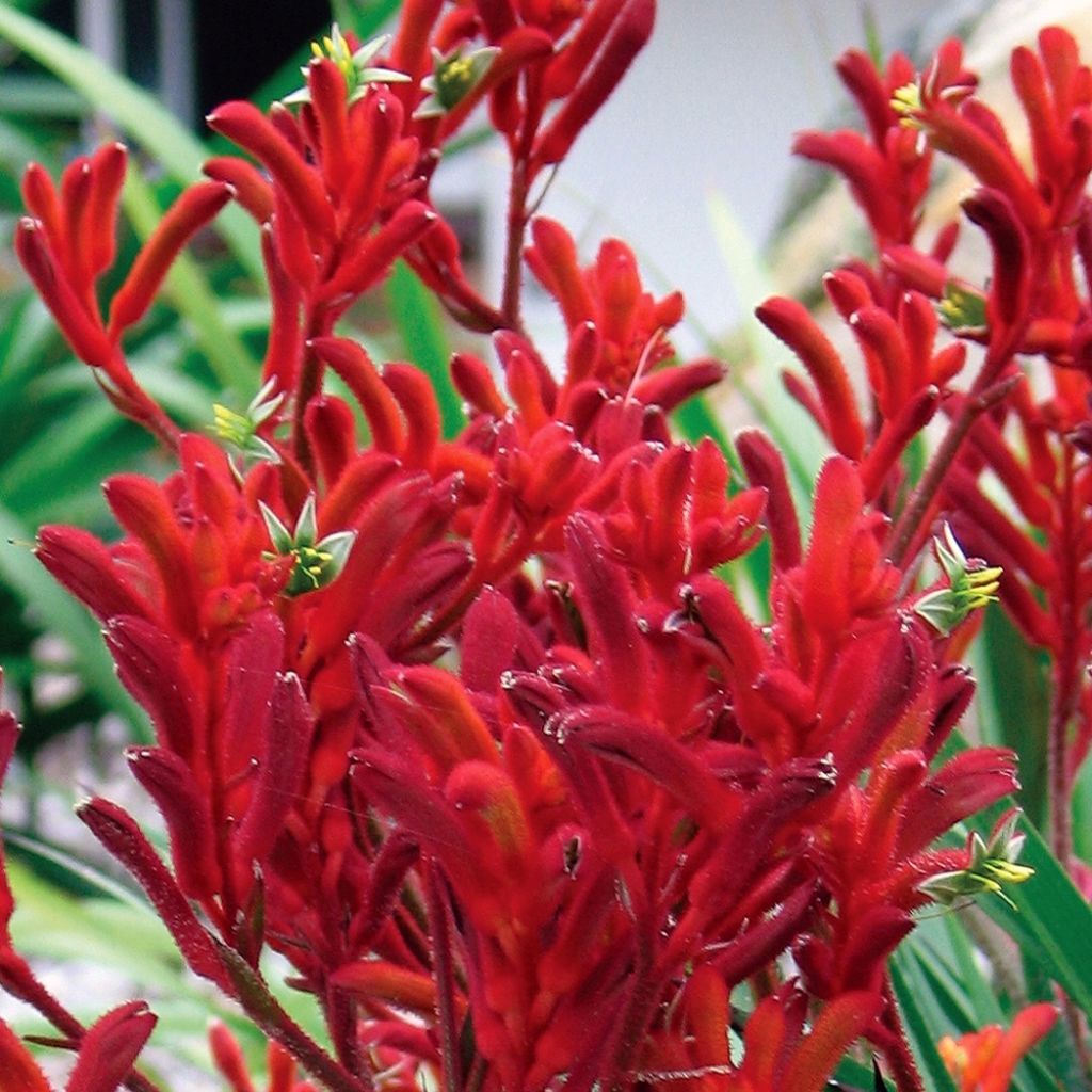 Anigozanthos flavidus Bush Inferno