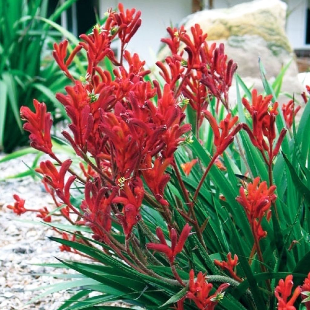 Anigozanthos flavidus Bush Inferno