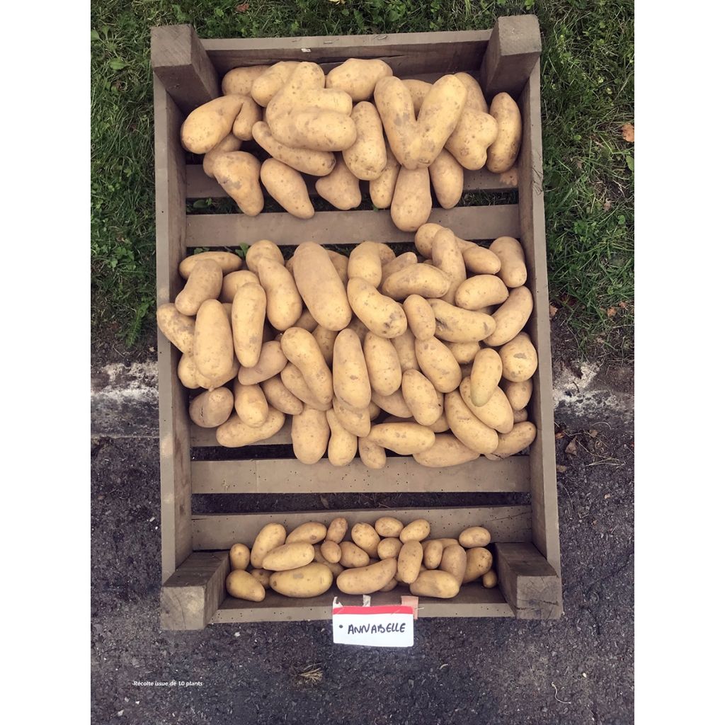 Potatoes Annabelle
