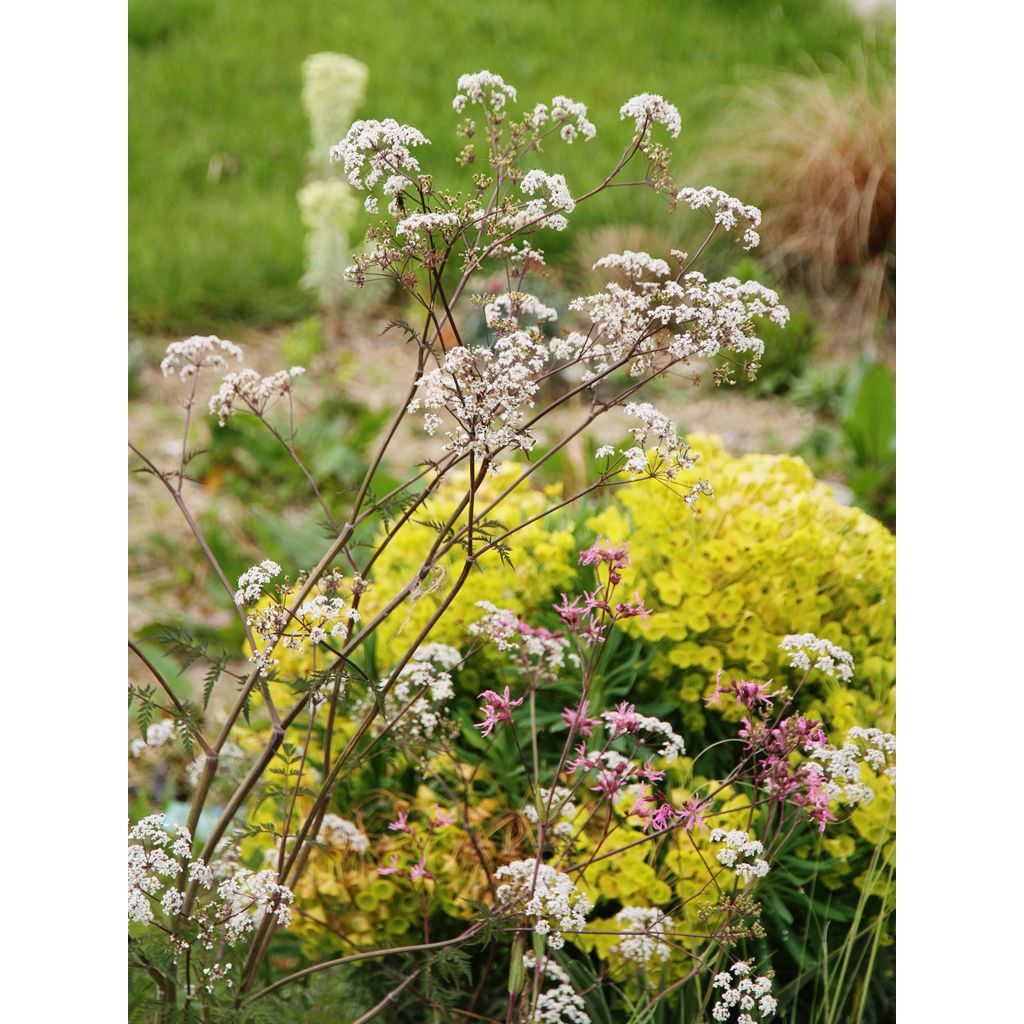 Anthriscus sylvestris Ravenswing