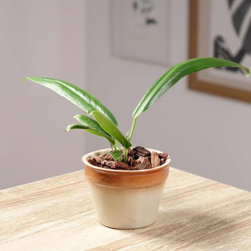 Anthurium bakeri - Flamingo Flower