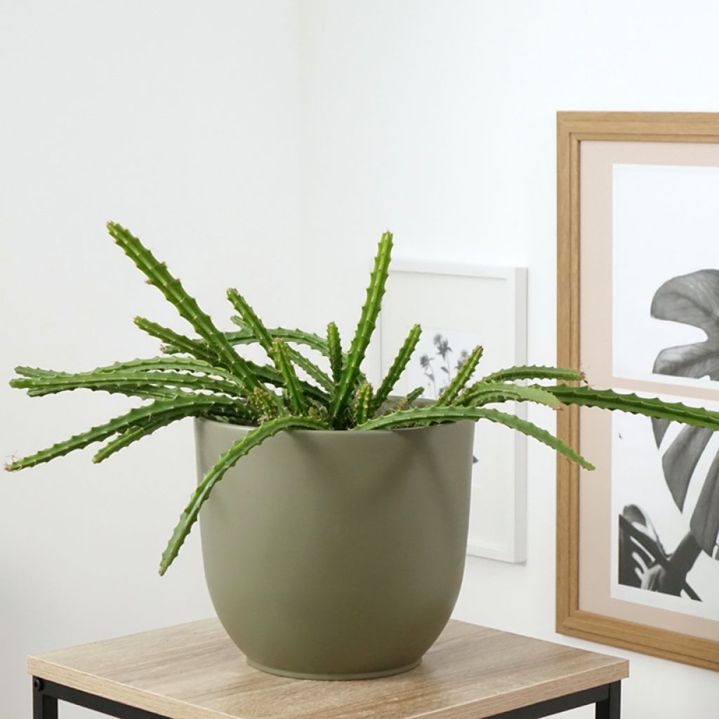 Rat tail cactus - Aporophyllum malisonii