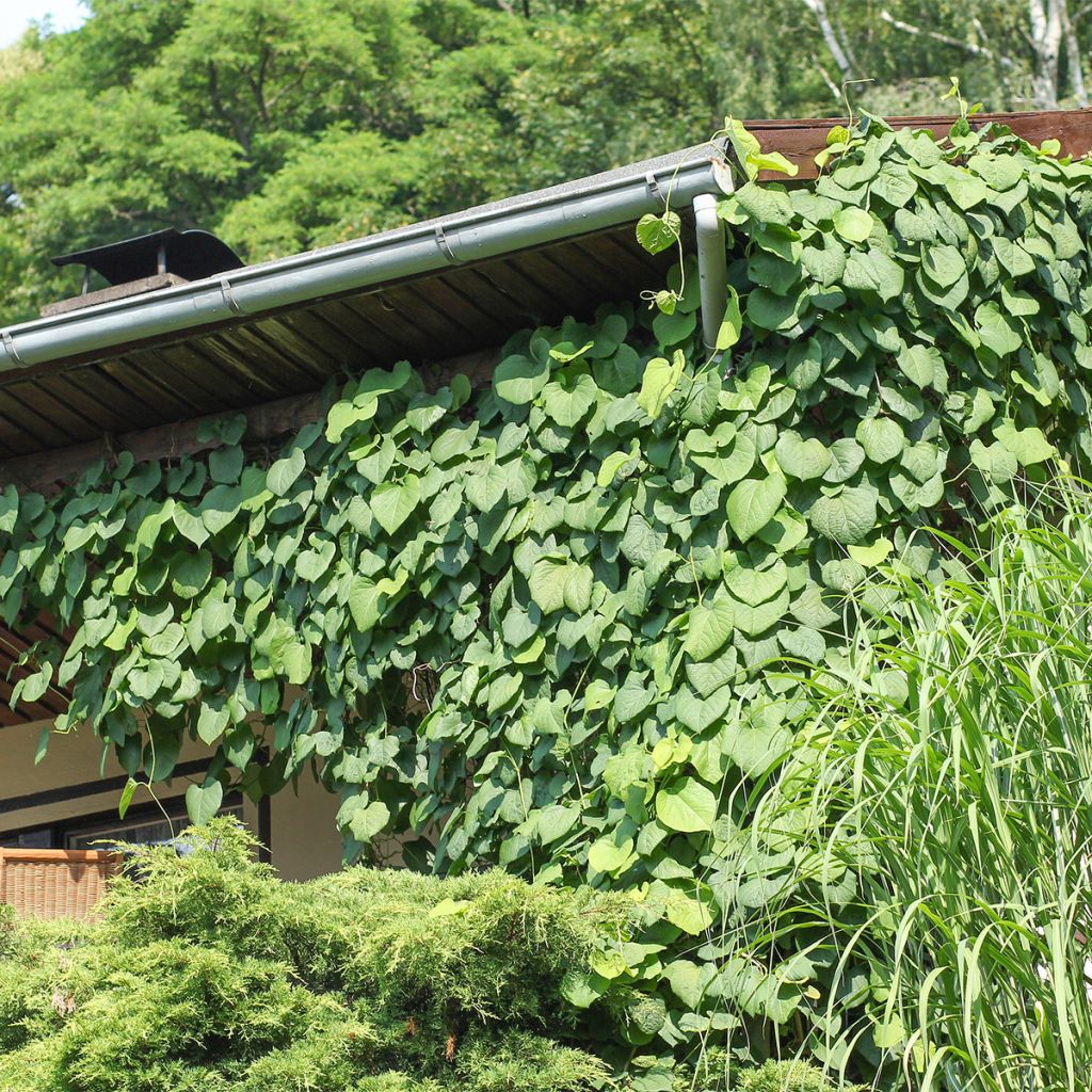 Aristolochia macrophylla 