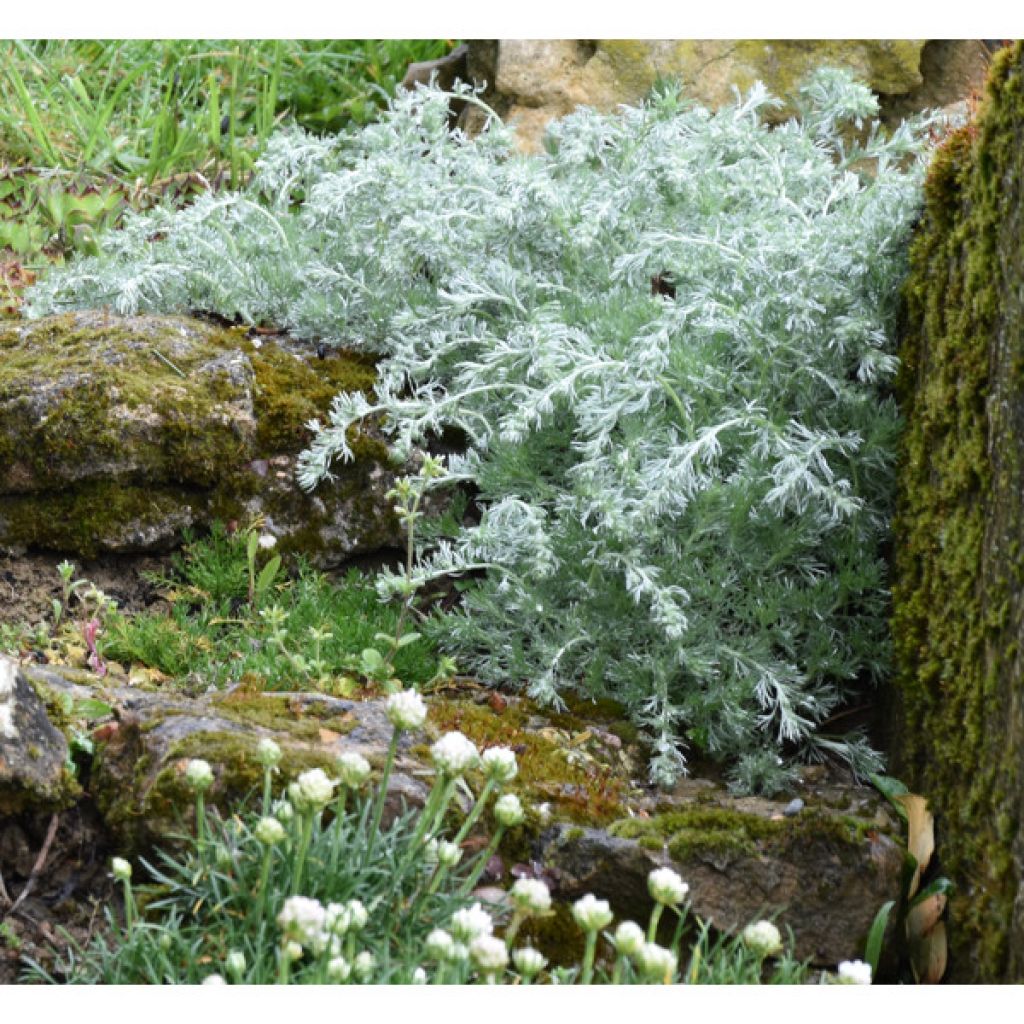 Artemisia schmidtiana Nana