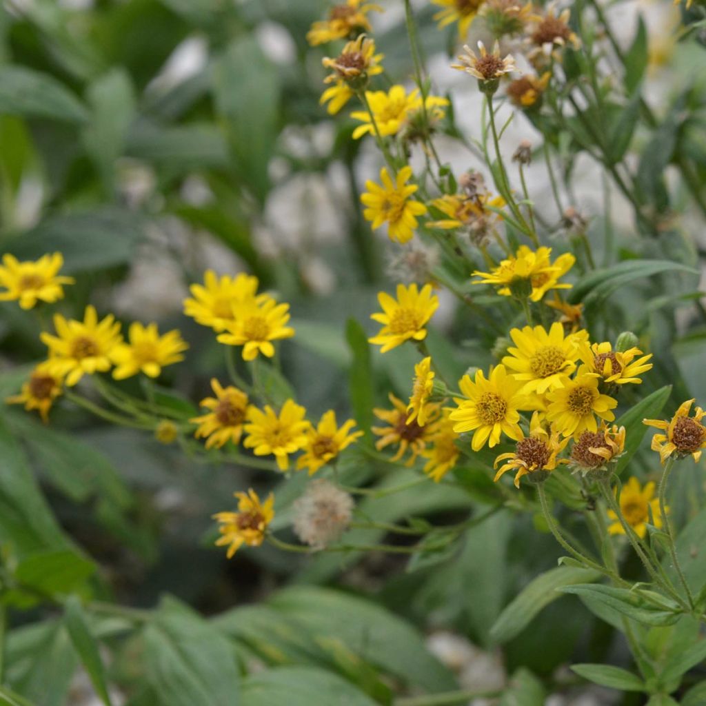 Arnica montana - Ferme de Sainte Marthe seeds