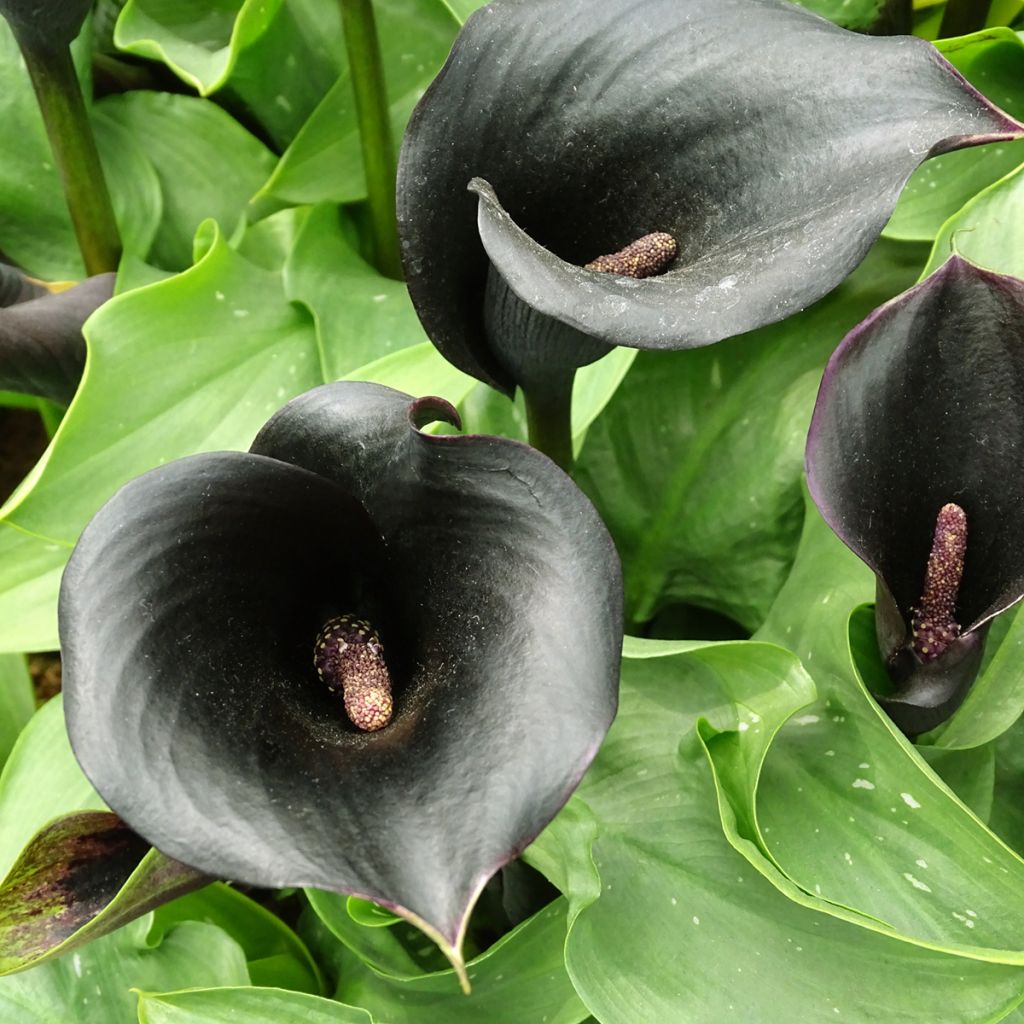 Zantedeschia elliottiana Schwartzwalder - Calla Lily