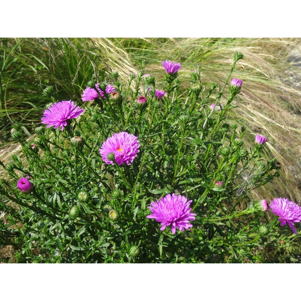 Aster novi-belgii Patricia Ballard