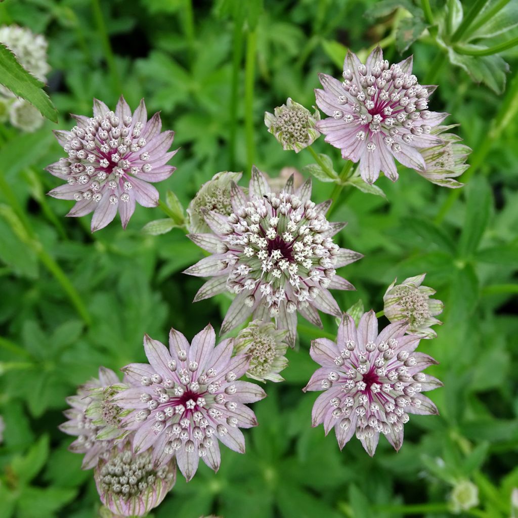 Astrantia major - Masterwort