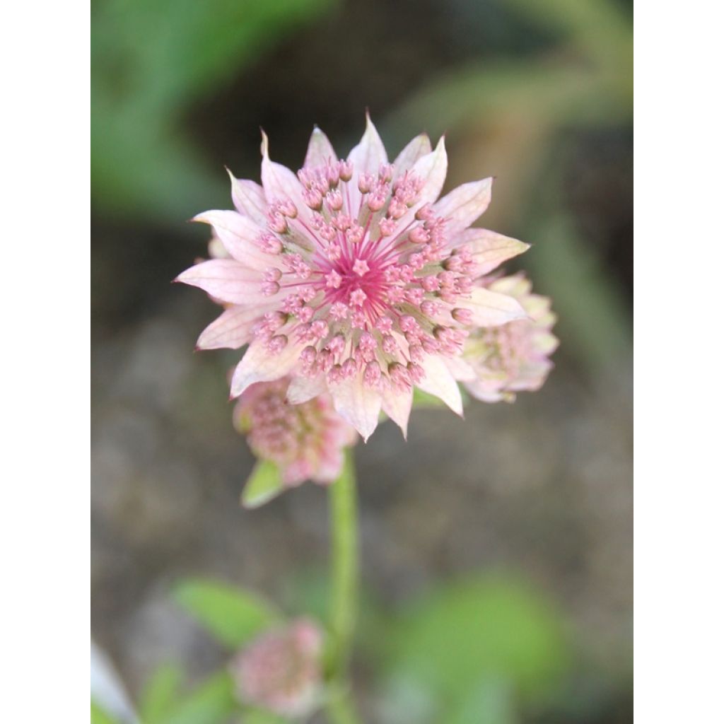 Astrantia major Rosea - Masterwort
