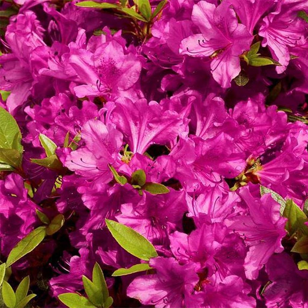 Japanese Azalea Purple Splendor