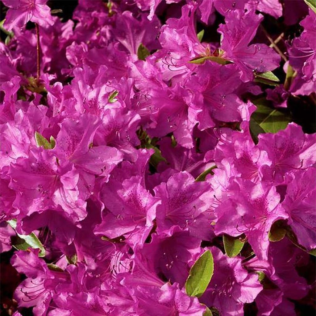 Japanese Azalea Purple Splendor