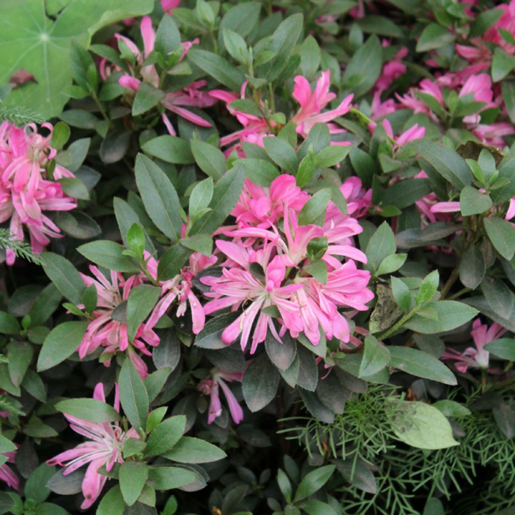 Rhododendron molle subsp. japonicum Pink Star - Japanese azalea