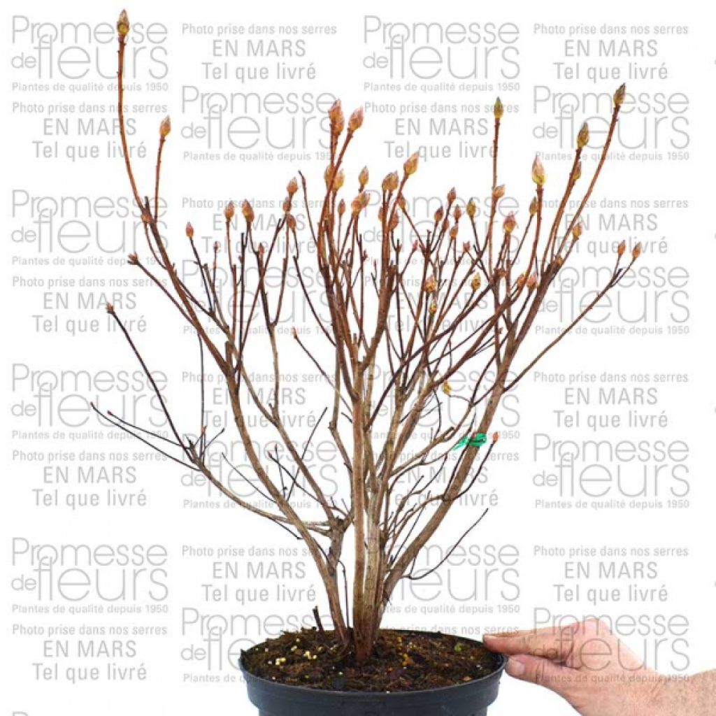 Rhododendron Irene Koster