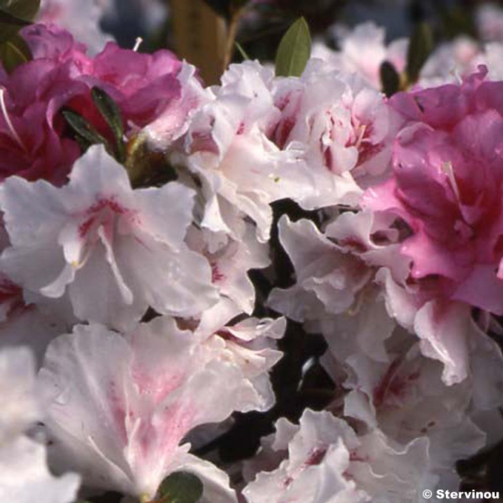Japanese azalea White Prince