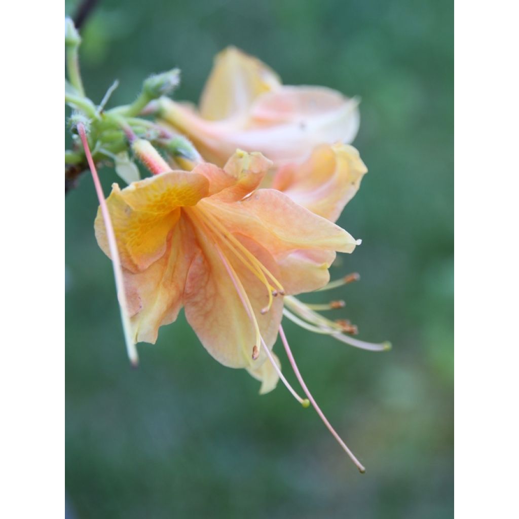 Azalea mollis Glowing Embers