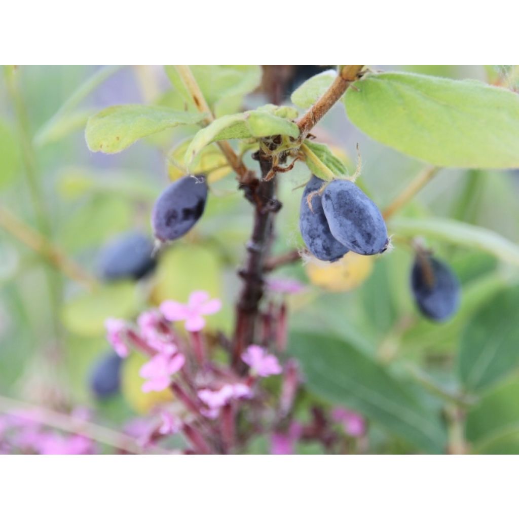 Lonicera kamtschatica - Honeyberry