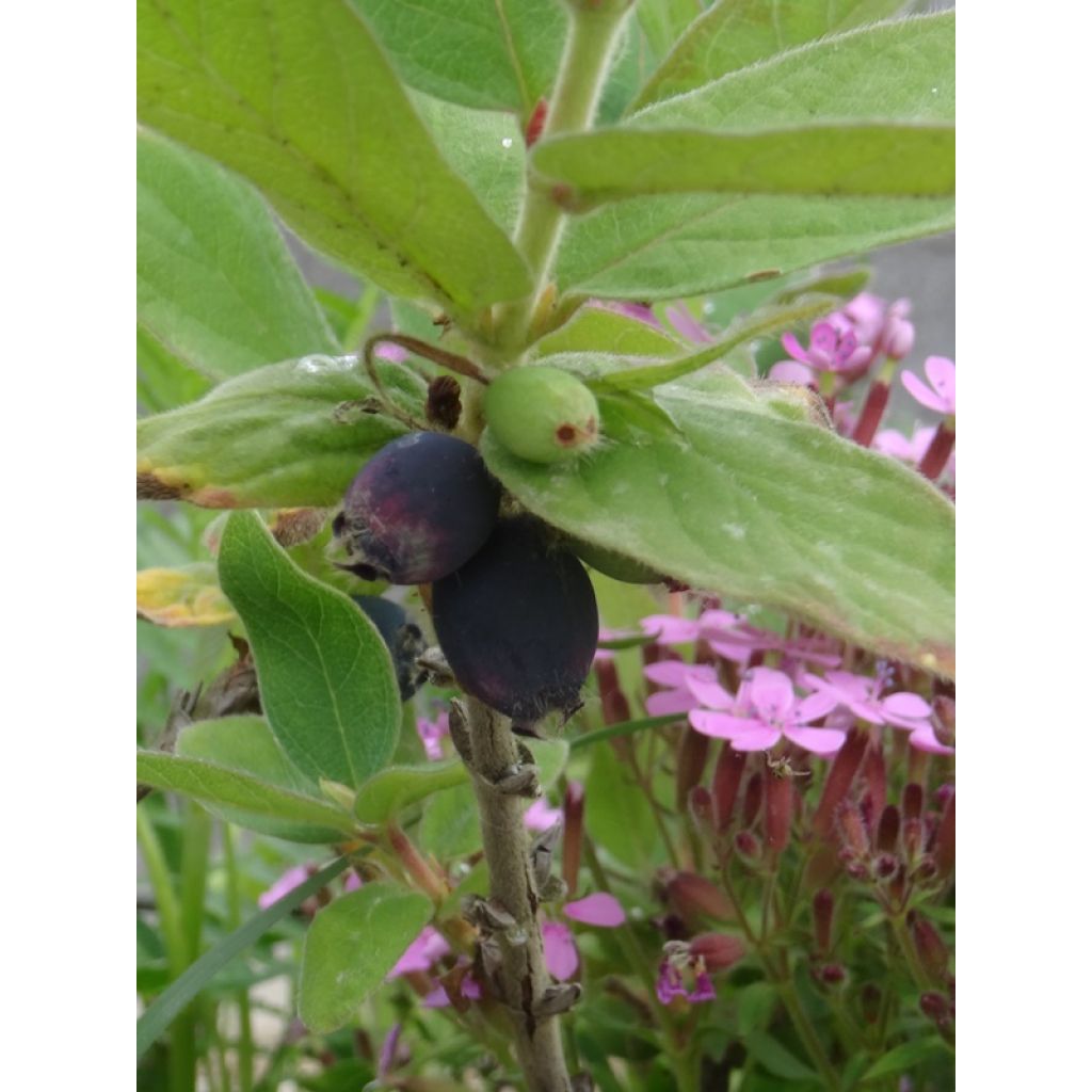 Lonicera kamtschatica - Honeyberry