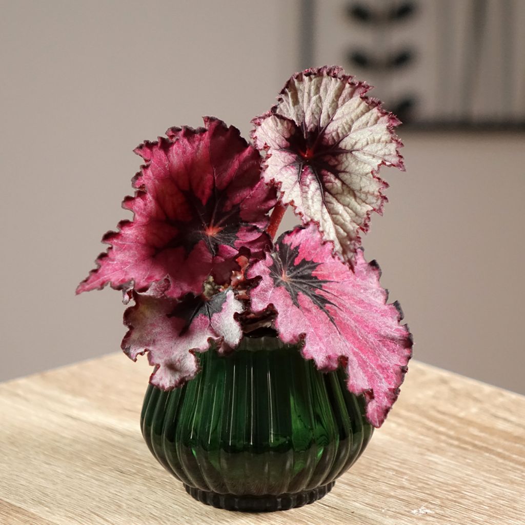 Begonia  'Spirit of Kwale' - Bégonia royal Spirit of Kwale