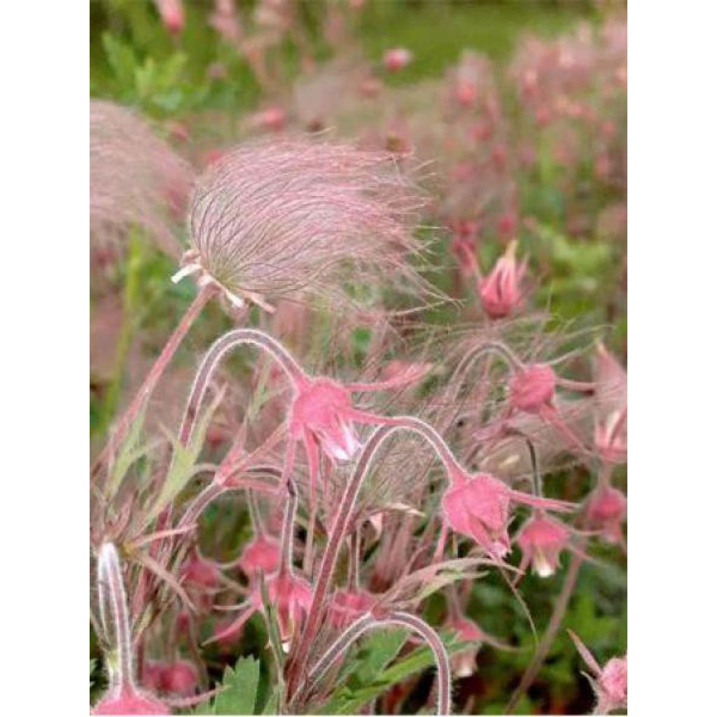 Geum triflorum