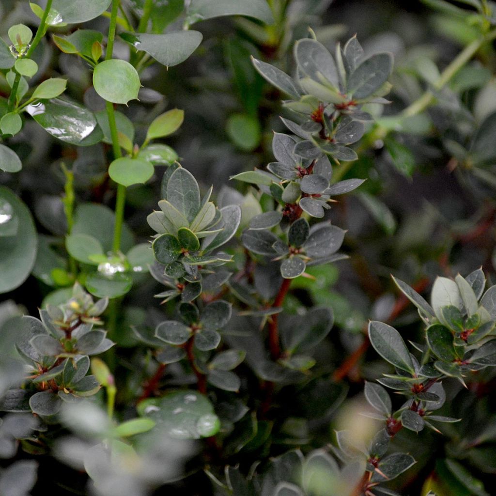 Berberis buxifolia Nana - Barberry