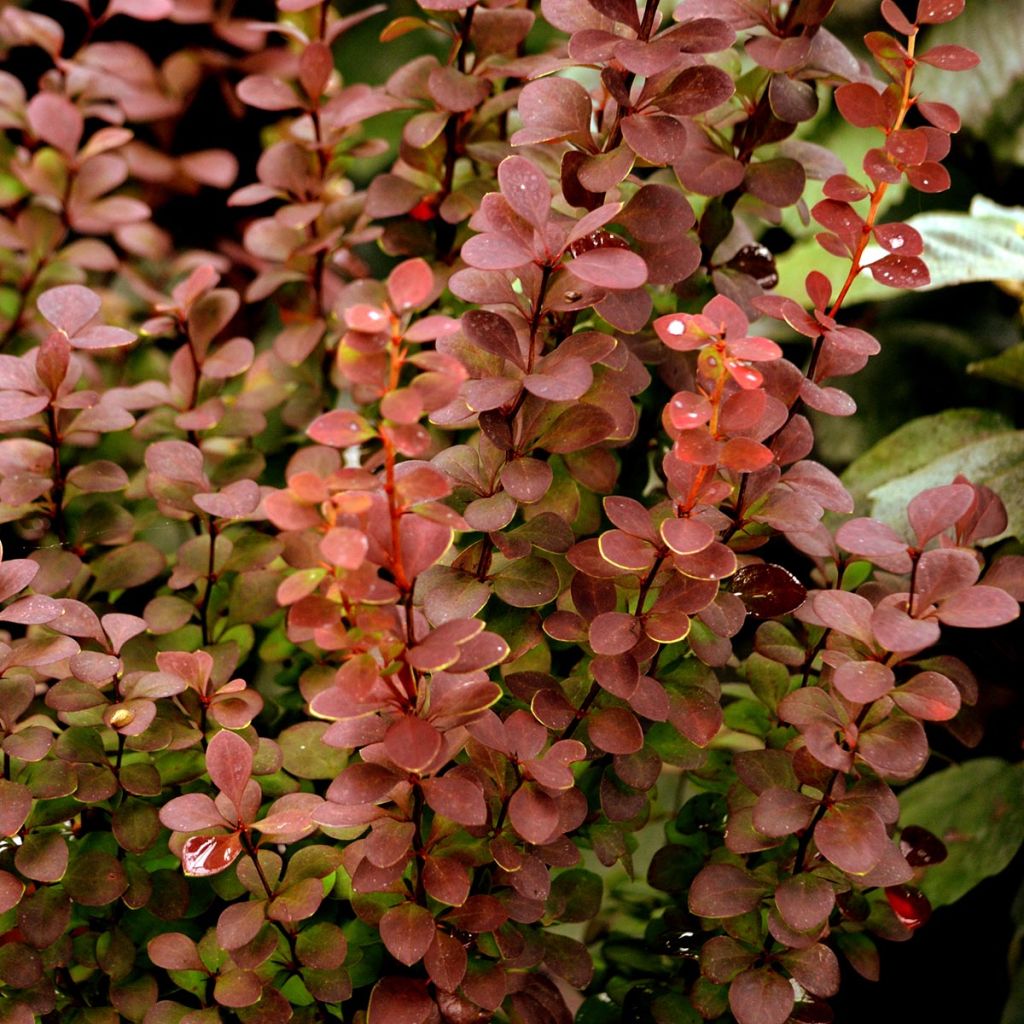 Berberis thunbergii Orange Rocket - Barberry