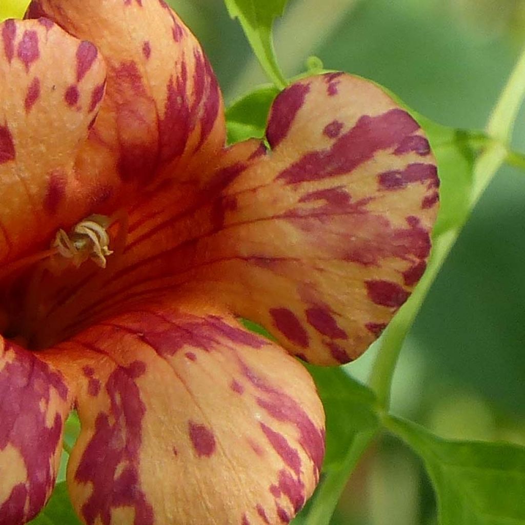 Campsis radicans x grandiflora Orangeade