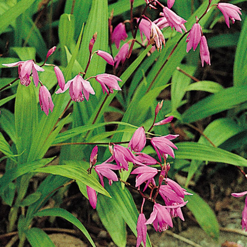 Bletilla striata Rose - Chinese Ground Orchid