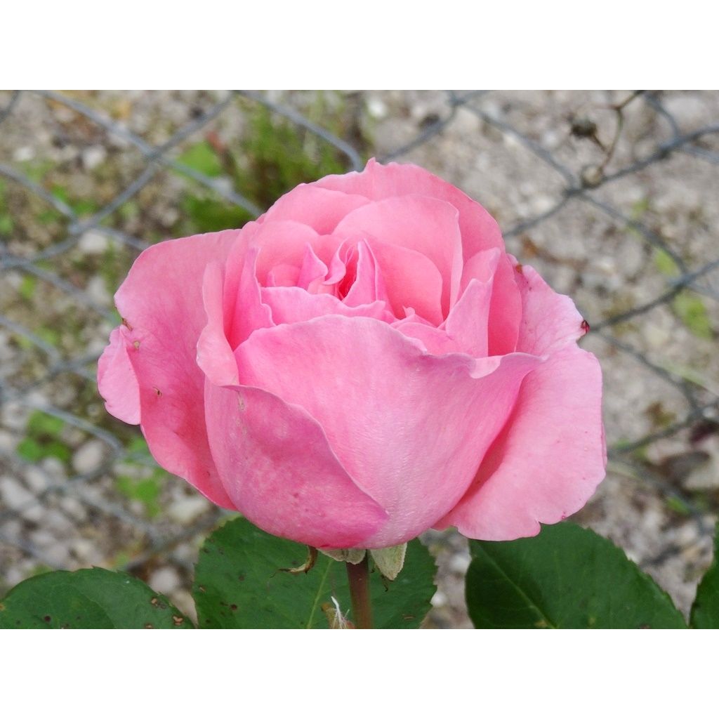 Rosa Queen Elizabeth - Hybrid Tea Rose