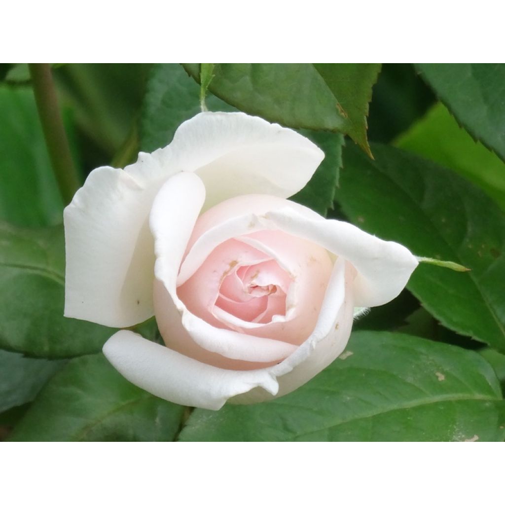Rosa Prince Jardinier