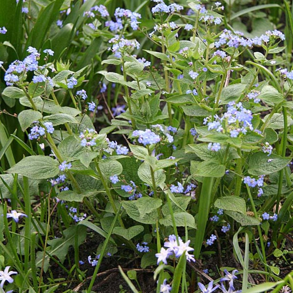 Brunnera macrophylla - Siberian Bugloss