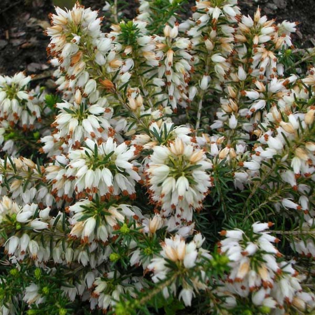 Erica carnea Springwood White - Winter Heath