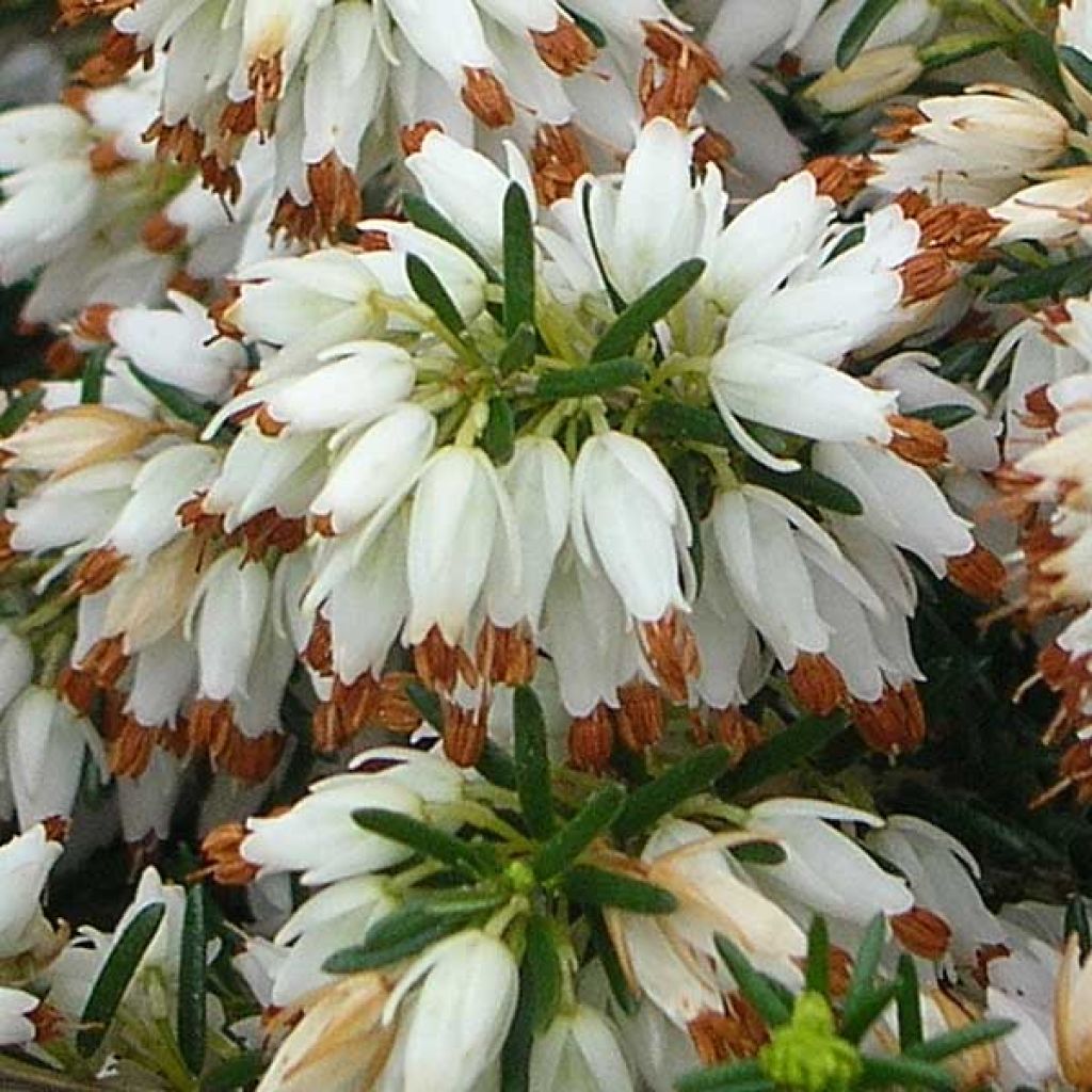Erica carnea Springwood White - Winter Heath