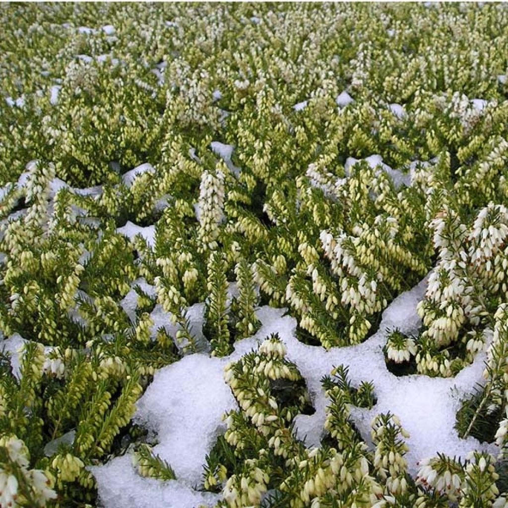 Erica carnea Springwood White - Winter Heath