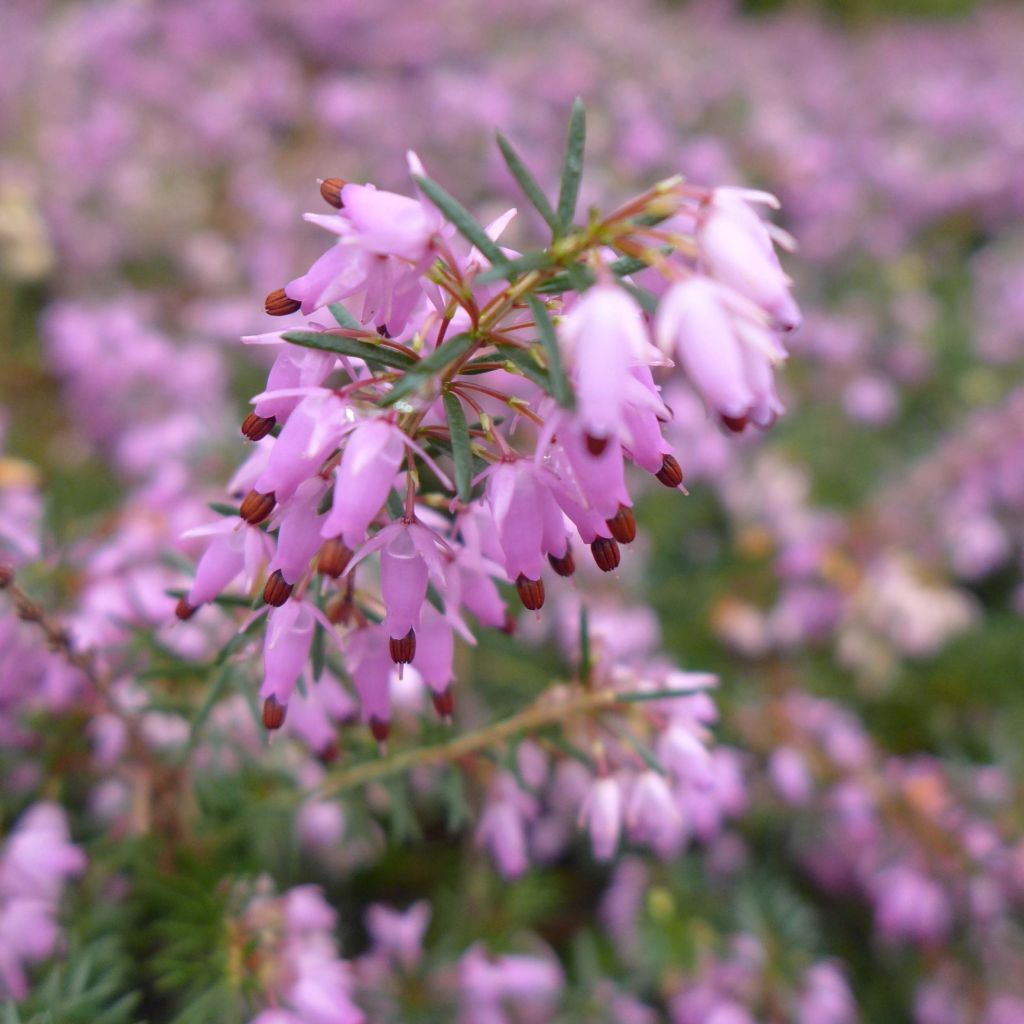 Erica carnea December Red - Winter Heath