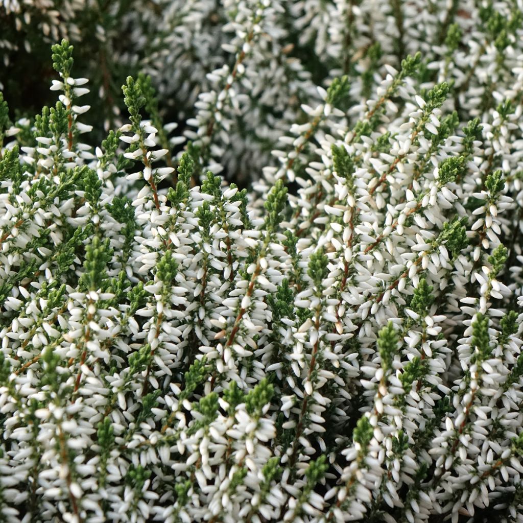 Calluna vulgaris Garden Girls Alicia - Heather