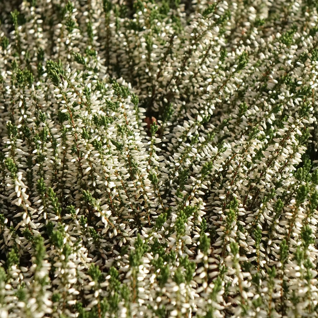 Calluna vulgaris Garden Girls Helena - Heather